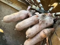 मादा सूअर, सूअर — फ़ोटो 3
