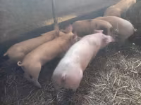 公猪, Pigs — 照片 2
