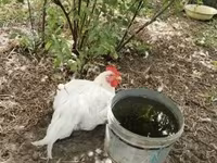 Chickens — 2-сурет