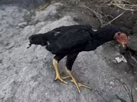 Shamo chickens — foto 3