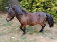 Hing, Shetland Pony — 3. fotó