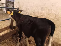 Tehén, Aberdeen-Angus — 2. fotó