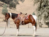حصان, American paint horse — الصورة 5