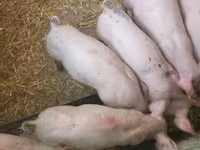 Disznók (tétel, nem megadva), Sertések — 4. fotó