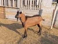 Ziegenbock, Alpine goat — Foto 2