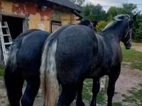 公马, Percheron — 照片 4