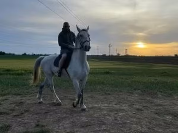 Hing, Lipizzaner — Magyarország