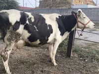 Vaca, Raça Holstein — foto 3