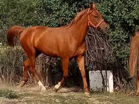 Kanca, Arabian horse — 1. fotó