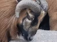 मेढ़ा, Cameroon sheep — फ़ोटो 2
