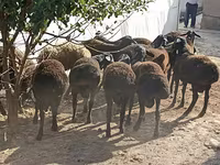 Ovejas (lote, sexo no especificado), Tajik sheep — foto 1