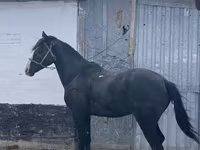 Cavalo, Kazakh horse — foto 2