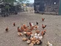 Chickens — 2-сурет