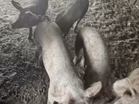 Verro, Cerdos — foto 3