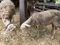 Juh, Luzein sheep — 2. fotó