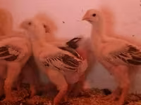 Chickens — Foto 3
