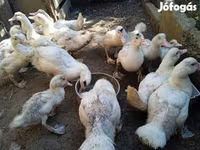 Ducks — photo 3