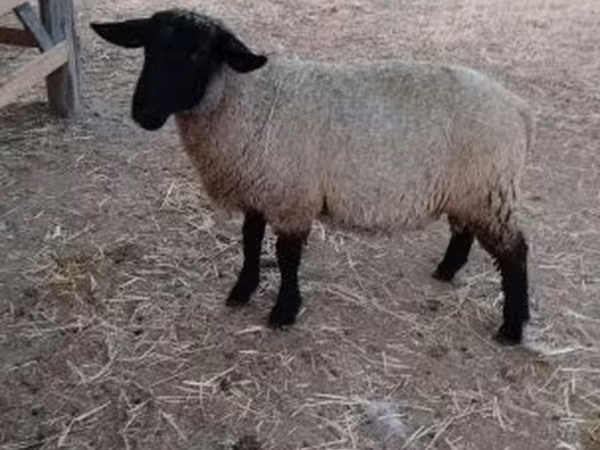 Kos, White Suffolk sheep — Magyarország