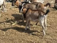 Billy Goat, Goats — photo 6