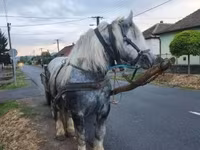 فرس, Percheron — الصورة 4
