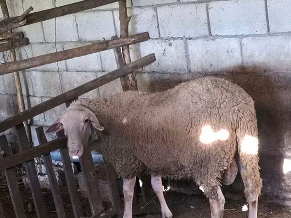Kos, Baerchuke sheep