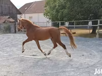 Hing, Lovak — 4. fotó