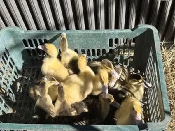 Ducks — 匈牙利