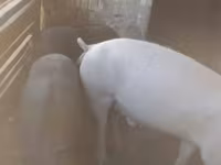 Eber, Schweine — Foto 1