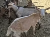 山羊（批次，未指定性别）, Alpine goat — 照片 4