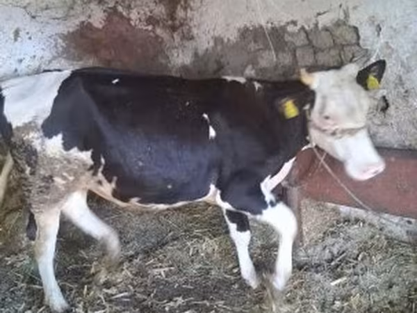 Tehén, Russian Black pied cattle — Magyarország