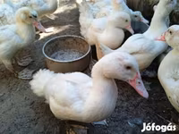 Ducks — photo 1