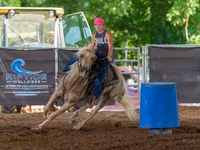 Hing, Quarter Horse — 5. fotó