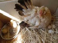 Chickens — 2-сурет