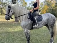 Hing, Andalusian horse — 1. fotó
