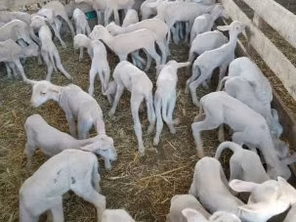 Sheep (batch, sex not specified), Sheep — Hungary