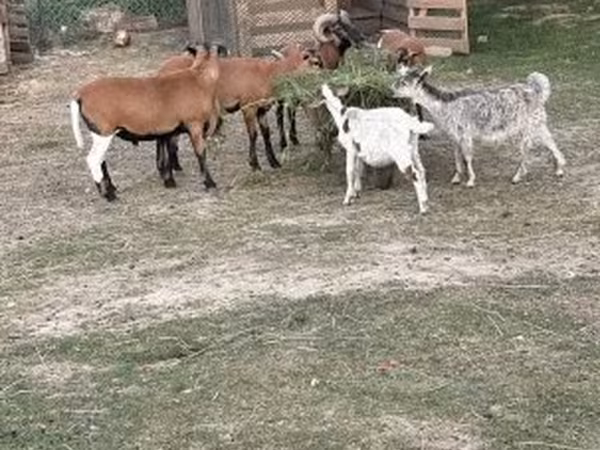 Juh, Cameroon sheep