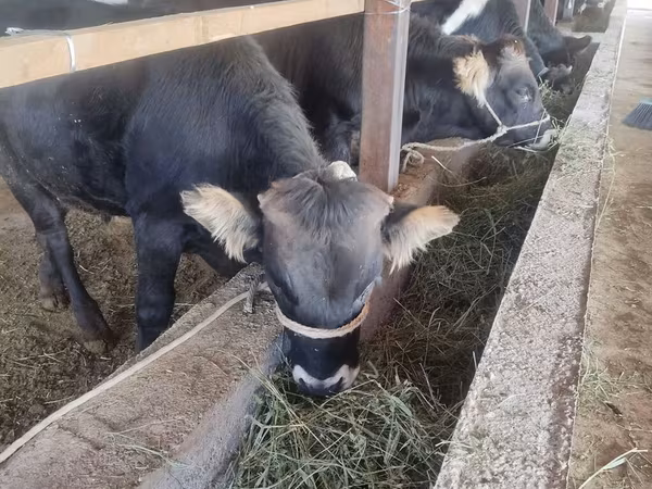 Bika, Szarvasmarhák