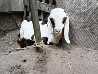 Billy Goat, Nubian Goat — photo 8
