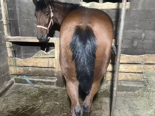 حصان, New Altai Horse