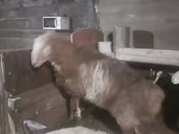 Kos, Hissar sheep — 1. fotó