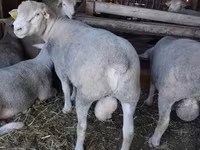 Kos, Ile-de-France sheep — 1. fotó