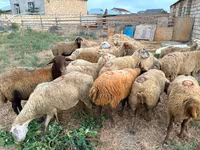 Ovce, Apsheron sheep — foto 3