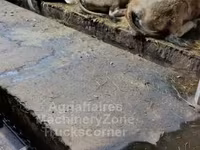 Tehén, Aubrac cattle — 3. fotó