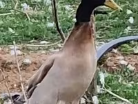 إنديان رانر — الصورة 3