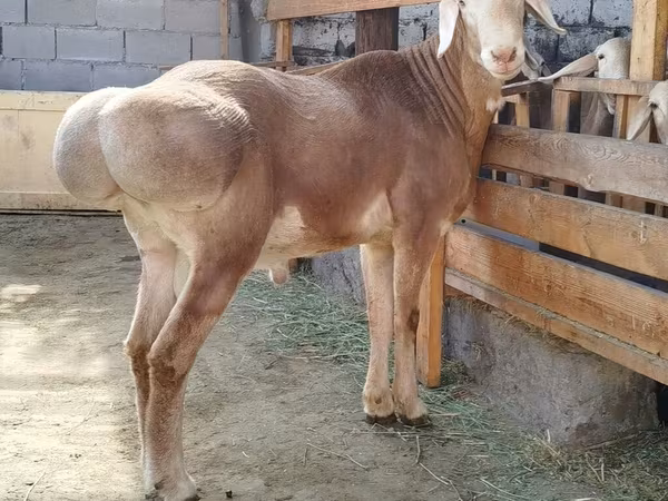 Carnero, Arashan sheep