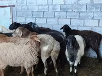 Ovce, Beulah Speckled face sheep — foto 2