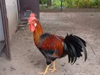 Chickens — 1-сурет