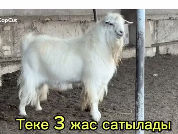 Козёл, Козлы