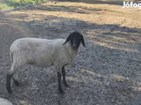 Juh, Tsigai sheep — 4. fotó