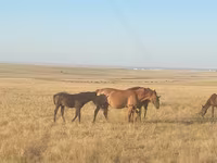 Klisna, Kazakh horse — foto 1